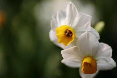 抖音爆料娱乐圈水仙花,揭秘明星自恋背后的真相 第2张 抖音爆料娱乐圈水仙花,揭秘明星自恋背后的真相 第2张